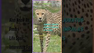 "Meet the Majestic Animals | Animal Name, Facts, and More | YouTube Shorts" #ZB9 #ZoomorphicBytes