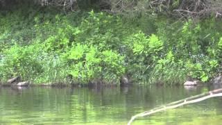 Big Brown Trout at Deposit, Delaware River