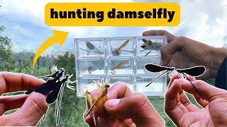 Damselfly Hunting: Expert Tips for Catching These Elusive Flyers!"