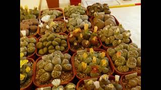 North West Mesemb Show 2017 - Lithops