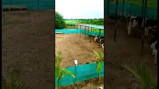 Open Farm | Cow Farm  | #farm #cowfarm #shorts #farmers #kheti #nature #dairyfarm #beautiful #cow