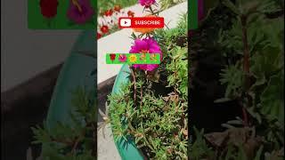  nicr flowers  #trending #love #love #devotionalhits