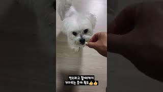 오늘도 귀욤만땅  #강아지브이로그 #강아지일상 #말잘듣는강아지