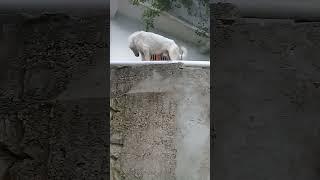 White Stray dog on the terrace | Mountain Village -Nature Buddies #ytshorts #viralvideo #viralshorts