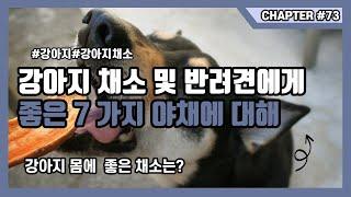 강아지채소 및 반려견에게 좋은 7가지 야채에 대해서