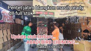 Update stok terbaru#ABADIBIRDCIBIBONG Sabtu 31/08/2024...