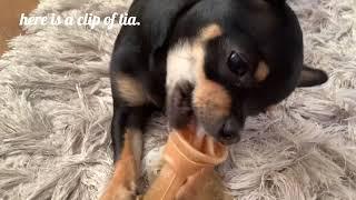 tia is teething |tias world |