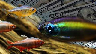 Swimming in Luxury: 7 Rare and Expensive Tetra Fish Species