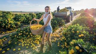 From Orchard to Industry |  Factory Sorting and Lemon Product-Making Process