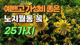 예쁘고 가성비 좋은 노지월동 꽃 25가지