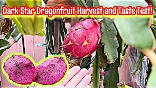 “DARK STAR” Dragonfruit Harvest and Taste Test!