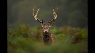 Deer Therian Meditation (With Red Deer sounds)/Kris SJ