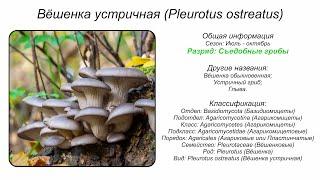 Вёшенка устричная (Pleurotus ostreatus)