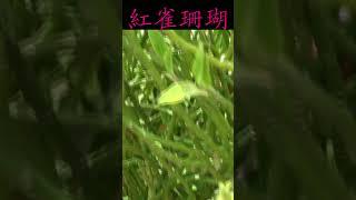 紅雀珊瑚 -紅色的小花 伸出紅色的花蕊 很可愛 燃料植物 生質能 北一女校園植物