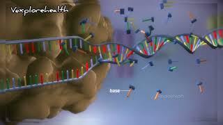 DNA and Protein synthesis