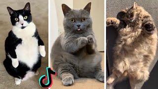 Chonky Cats Compilation ~ Funny Chubby Cats ~ Try Not to Laugh!