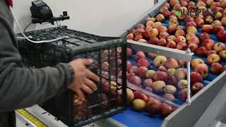 OLIMPIAS S.A. | Sorting-Grading & Packing Line for apples.