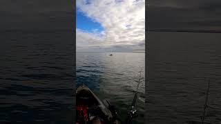 Giant shark jumps at kayak #fishing