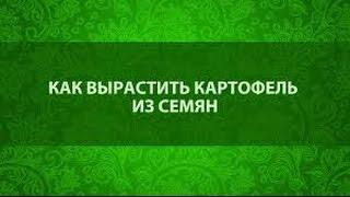 Как посадить картофель семенами. Приусадебное хозяйство.