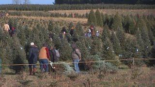 How the drought impacted Christmas tree farms in Minnesota, western Wisconsin | FOX 9 KMSP