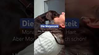 So ist die Welpenzeit wirklich! #love #dog #welpenzeit #welpe