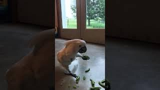 Cockatoo enjoys another pea spree!