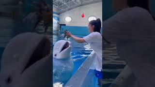 Smart dolphin  | Double tap if you love this video # short part 9