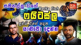 BETTA FISH | හරි ලස්සන ෆයිටස්ලා| ගෙදර හදන්න | Everything About Betta Fish in Sinhala | Wakkra Life