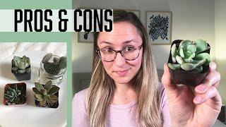 Succulents Box Review