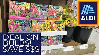 ALDI Spring Bulbs What a DEAL! $4.99 & $6.99 Large Packs 20+ Bulbs Each. Tulips, Daffodils, Allium!