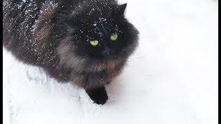 Really fluffy black cat in winter