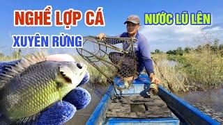 MÙA NƯỚC LŨ LÊN CAO XUYÊN RỪNG VỚI NGHỀ ĐẶT LỢP CÁ MƯU SINH MÙA NƯỚC NỔI | OKDD