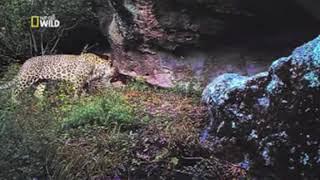 Leopards in Talysh Mountains, Azerbaijan