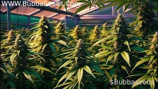 In the Weeds 003 with BubbaSeeds