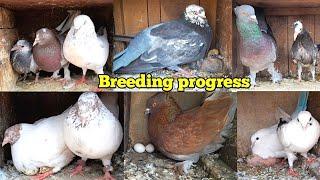 Mere Ghar K Kabootar ki Breeding Progress || My ️Pigeon Breeding Progress || Bacche Hi Bacche