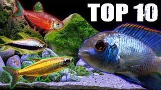 Ten Tetra Fish Perfect for Medium-Sized Cichlids!