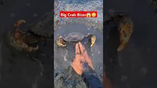 Giant Mud Crab Bites  Crab Action Mode !! #fishing #mudcrabs #crab #viralvideo