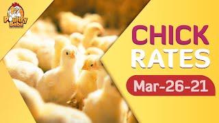 Day old chick rate 26 March 2021 poultry rates  Chick prices in Pakistan   Chuza rats in Punjab