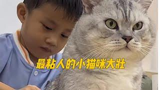 全网体型巨大的猫“大吉”吃了什么长的这么好？简直是座山雕啊