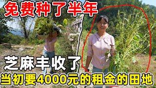 当初开口要4000元租的土地，给我们免费种了半年，收获了很多不同的蔬菜