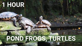 Pond Frogs, Tadpoles, Turtles, Crocodiles • 1 HOUR HD SCREENSAVER • Relaxing Water Sounds • Pond