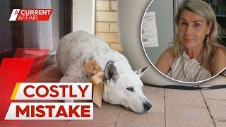 Woman issued shock fine while dining at Queensland cafe with pet dog | A Current Affair