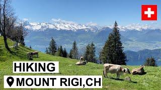 Hiking in the Swiss Alps | Mount Rigi, Switzerland