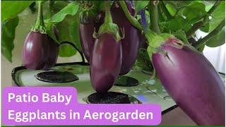 Patio Baby Eggplants growing in Aerogarden Harvest Hydroponics | Spider Mites Infestation