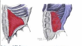 Two Minutes of Anatomy: Internal & External Obliques