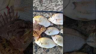 Рыбалка в Сочи летом, рыбалка на чёрном море на спиннинг с берега. Ловим скорпену и ласкиря, карась