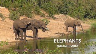 SOUTH AFRICA elephants and impalas at a dam (Krugerpark 1 May 2024)