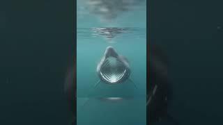 basking shark attacks video caught in camra