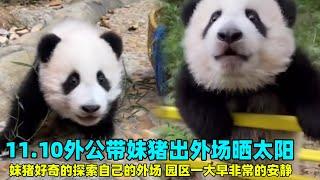 11.10大良外公休假回来，一大早带妹猪出外场晒太阳，没有游客很安静#panda #판다 #大熊猫妹猪