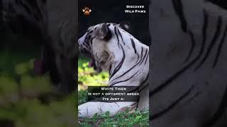 Why is White Tiger White? #shorts #discoverwildpaws